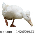 White crested duck with a fluffy feather tuft on its head standing against a plain white background. The domestic waterfowl is leaning forward with one leg lifted. Isolated object for design use. 142659983
