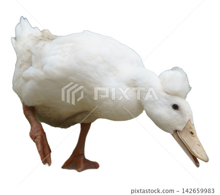 White crested duck with a fluffy feather tuft on its head standing against a plain white background. The domestic waterfowl is leaning forward with one leg lifted. Isolated object for design use. 142659983