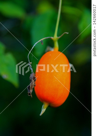 Delicious-looking snake gourd Delicious-looking snake gourd 142660017