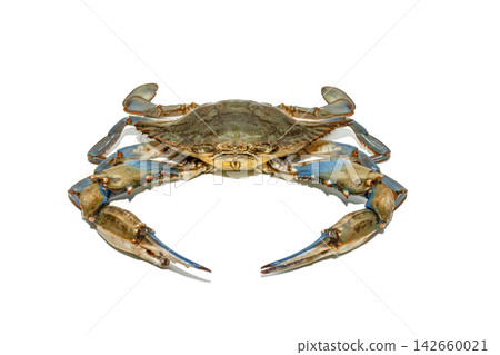 Whole blue crab (Callinectes sapidus) isolated on a white background. Perfect for seafood market packaging, restaurant menus, culinary recipes, marine biology, and fresh fish market concepts Whole blue crab (Callinectes sapidus) isolated on a white background. Perfect for seafood market packaging, restaurant menus, culinary recipes, marine biology, and fresh fish market concepts 142660021