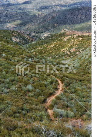 Nature, desert and trail with foliage, enviroment and blue sky for travel or tourism. California, mountain and land for cactus, scenery and usa sunshine with summer weather and outdoor harmony Nature, desert and trail with foliage, enviroment and blue sky for travel or tourism. California, mountain and land for cactus, scenery and usa sunshine with summer weather and outdoor harmony 142660065