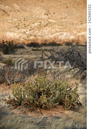 Desert, landscape and nature with plants, earth and peace with summer, weather or rocky. Empty, flowers or sand with environment, dust or field with cactus, mountain or travel with vacation or growth Desert, landscape and nature with plants, earth and peace with summer, weather or rocky. Empty, flowers or sand with environment, dust or field with cactus, mountain or travel with vacation or growth 142660101