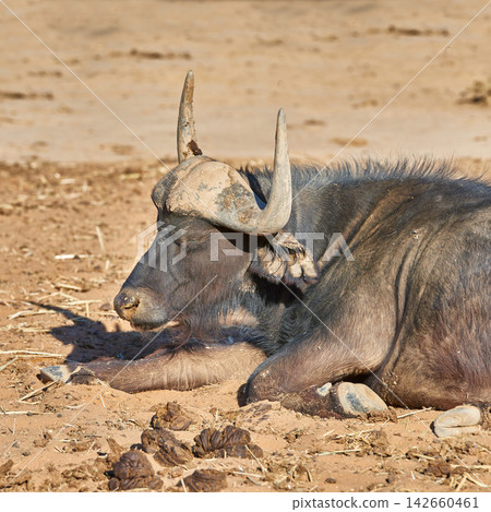 Buffalo, nature and safari in Africa for conservation with animal in natural environment or habitat. Bison, game or wildlife and landscape ground with indigenous fauna outdoor for sustainability Buffalo, nature and safari in Africa for conservation with animal in natural environment or habitat. Bison, game or wildlife and landscape ground with indigenous fauna outdoor for sustainability 142660461