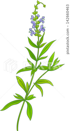Hyssop Plant Colored Detailed Illustration Hyssop Plant Colored Detailed Illustration 142660463