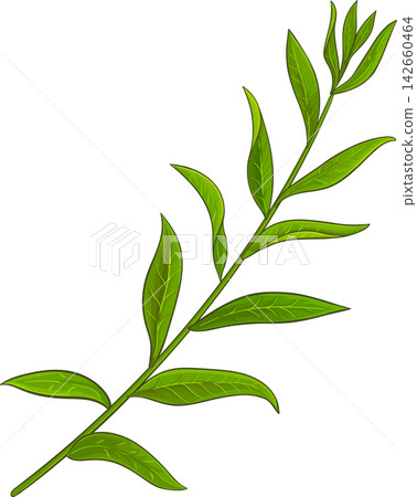 Lemon Verbena Branch Colored Detailed Illustration Lemon Verbena Branch Colored Detailed Illustration 142660464
