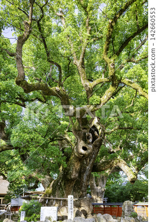 A wonderful giant camphor tree called Yuka no Mori in Umihachimangu (Umi Town, Kasuya District, Fukuoka Prefecture) A wonderful giant camphor tree called Yuka no Mori in Umihachimangu (Umi Town, Kasuya District, Fukuoka Prefecture) 142660553