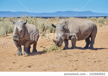 Field, grass and Rhinoceros in nature with freedom, walking or eating in natural environment, plant or organic diet. Safari, wildlife and crash of white Rhino in Namibia habitat for poaching safety Field, grass and Rhinoceros in nature with freedom, walking or eating in natural environment, plant or organic diet. Safari, wildlife and crash of white Rhino in Namibia habitat for poaching safety 142660662