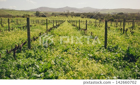 Nature, farm and field in countryside, grass and outdoor in spring, green and plants with growth. Agriculture, environment and sustainability for land, ecology and meadow or pasture and ecosystem Nature, farm and field in countryside, grass and outdoor in spring, green and plants with growth. Agriculture, environment and sustainability for land, ecology and meadow or pasture and ecosystem 142660702