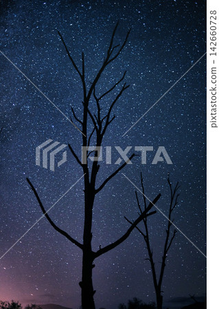Night, sky and silhouette of trees by stars, galaxy and universe outdoor in nature by astrology an cosmos. Space, peace and shadow of plants by sunset, environment and light for calm in forest Night, sky and silhouette of trees by stars, galaxy and universe outdoor in nature by astrology an cosmos. Space, peace and shadow of plants by sunset, environment and light for calm in forest 142660728