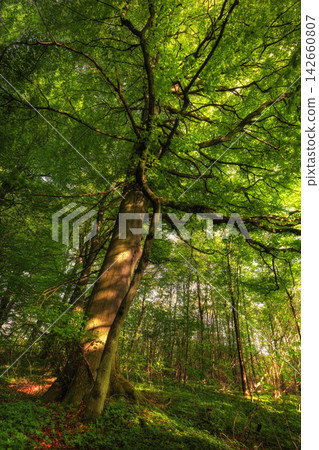 Environment, forest and nature with tree in spring for conservation or sustainability of ecosystem. Jungle, landscape and green location with rainforest or woods for adventure, exploration and hiking 142660807