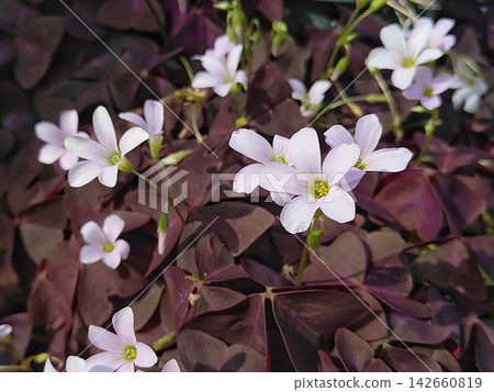 Oxalis·Trian Gulis Oxalis·Trian Gulis 142660819