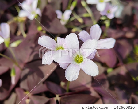 Oxalis·Trian Gulis Oxalis·Trian Gulis 142660820