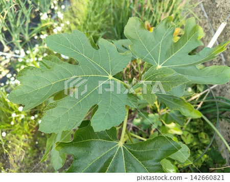 無花果葉 無花果葉 142660821