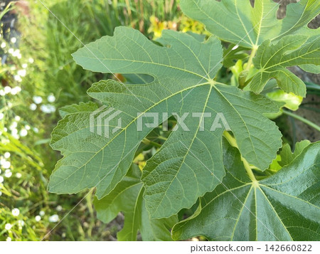 無花果葉 無花果葉 142660822