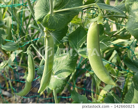 Snap peas Snap peas 142660825