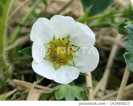 草莓花 草莓花 142660827