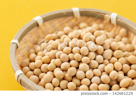 大豆黃背 142661229
