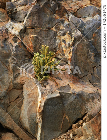Nature, mountain and cactus or plants in desert, beauty in California or USA. Countryside, natural and landscape with shrubs or succulents in America, rocky environment with sunshine in summer Nature, mountain and cactus or plants in desert, beauty in California or USA. Countryside, natural and landscape with shrubs or succulents in America, rocky environment with sunshine in summer 142661479