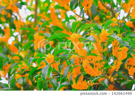 Vibrant orange osmanthus flowers, glistening in the light rain. Vibrant orange osmanthus flowers, glistening in the light rain. 142661499