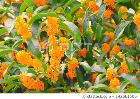 Vibrant orange osmanthus flowers, glistening in the light rain. 142661500