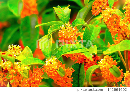 Vibrantly blooming osmanthus flowers Vibrantly blooming osmanthus flowers 142661602