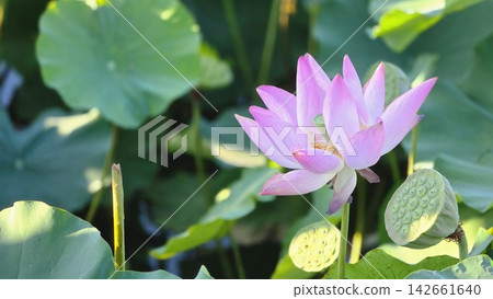 「盛開的蓮花」、「盛開的蓮花和花托」、「夏日池塘中盛開的蓮花」。 142661640