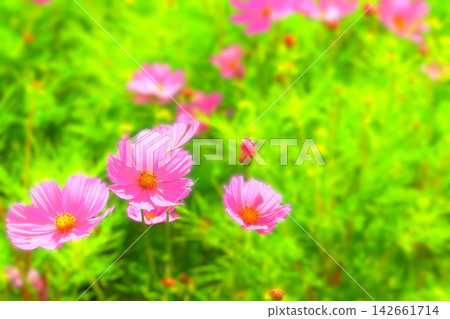 Flower news featuring seasonal flowers Flower news featuring seasonal flowers 142661714