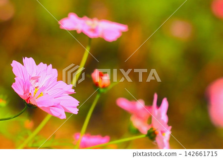 Double-flowered pink cosmos basking in the sunlight Double-flowered pink cosmos basking in the sunlight 142661715