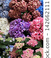 Colorful hydrangea 142662111