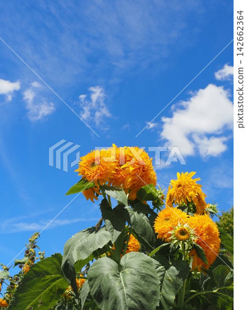 夏天和向日葵 夏天和向日葵 142662364