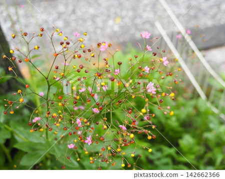 絨球花 絨球花 142662366