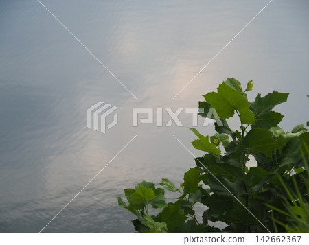 湖和葉子 湖和葉子 142662367