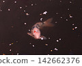 鯉魚在花瓣間遊動 142662376