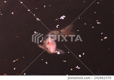 鯉魚在花瓣間遊動 142662376
