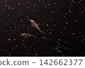 鯉魚在花瓣間遊動 142662377