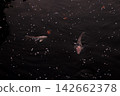 鯉魚在花瓣間遊動 142662378