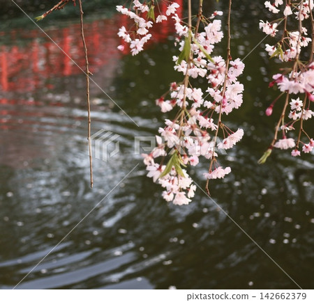 池塘和櫻花 142662379