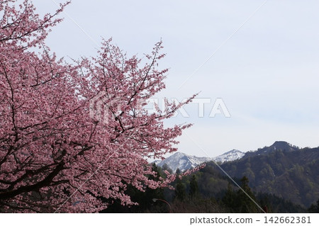 櫻花和山 櫻花和山 142662381