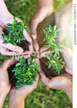Group hands, gardening and plants in soil for teamwork, community and eco friendly farming in food security. Volunteer or people with sprout, growth and fertilizer for earth day or green development Group hands, gardening and plants in soil for teamwork, community and eco friendly farming in food security. Volunteer or people with sprout, growth and fertilizer for earth day or green development 142662751