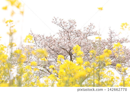 Scenery with cherry blossoms and rape flowers Scenery with cherry blossoms and rape flowers 142662778