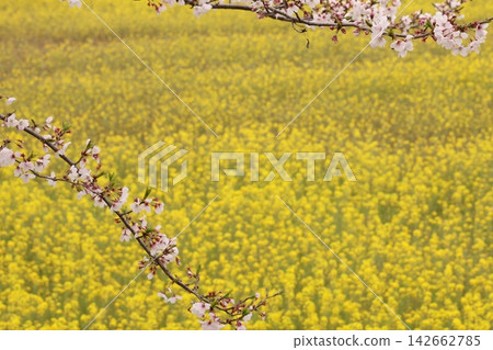 Scenery with cherry blossoms and rape flowers Scenery with cherry blossoms and rape flowers 142662785