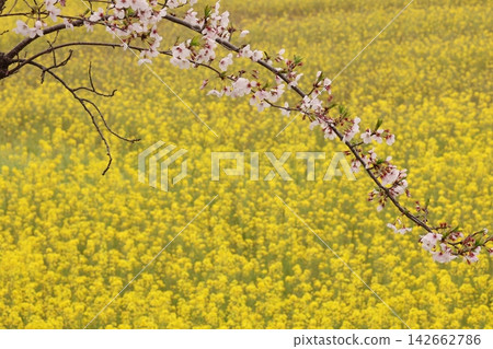 Scenery with cherry blossoms and rape flowers Scenery with cherry blossoms and rape flowers 142662786