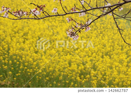 Scenery with cherry blossoms and rape flowers 142662787