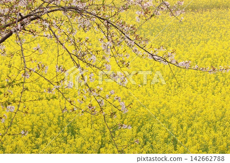 Scenery with cherry blossoms and rape flowers Scenery with cherry blossoms and rape flowers 142662788