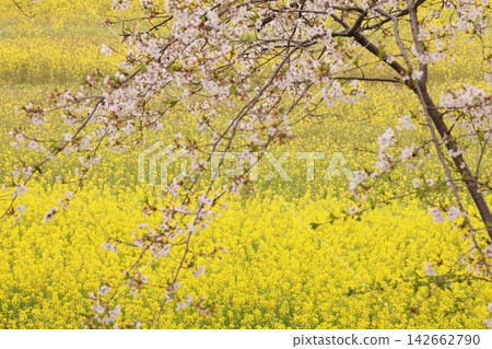 Scenery with cherry blossoms and rape flowers Scenery with cherry blossoms and rape flowers 142662790