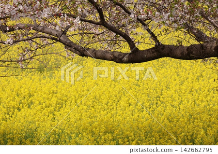 Scenery with cherry blossoms and rape flowers Scenery with cherry blossoms and rape flowers 142662795