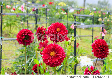 長野縣大岡日向大麗花花園 長野縣大岡日向大麗花花園 142663481
