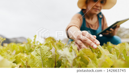 Woman, tablet and inspection at greenhouse of leaves for farm vegetable supply chain, agriculture or quality control. Mature person, technology and check land development, eco friendly or production Woman, tablet and inspection at greenhouse of leaves for farm vegetable supply chain, agriculture or quality control. Mature person, technology and check land development, eco friendly or production 142663745