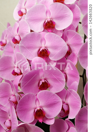 漂亮的蝴蝶蘭花 漂亮的蝴蝶蘭花 142663820