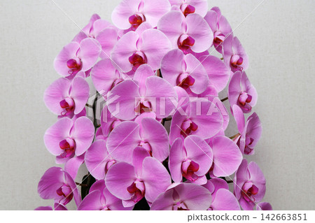 漂亮的蝴蝶蘭花 漂亮的蝴蝶蘭花 142663851